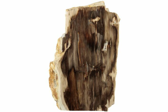 Polished, Petrified Wood (Metasequoia) Stand Up - Oregon #185136